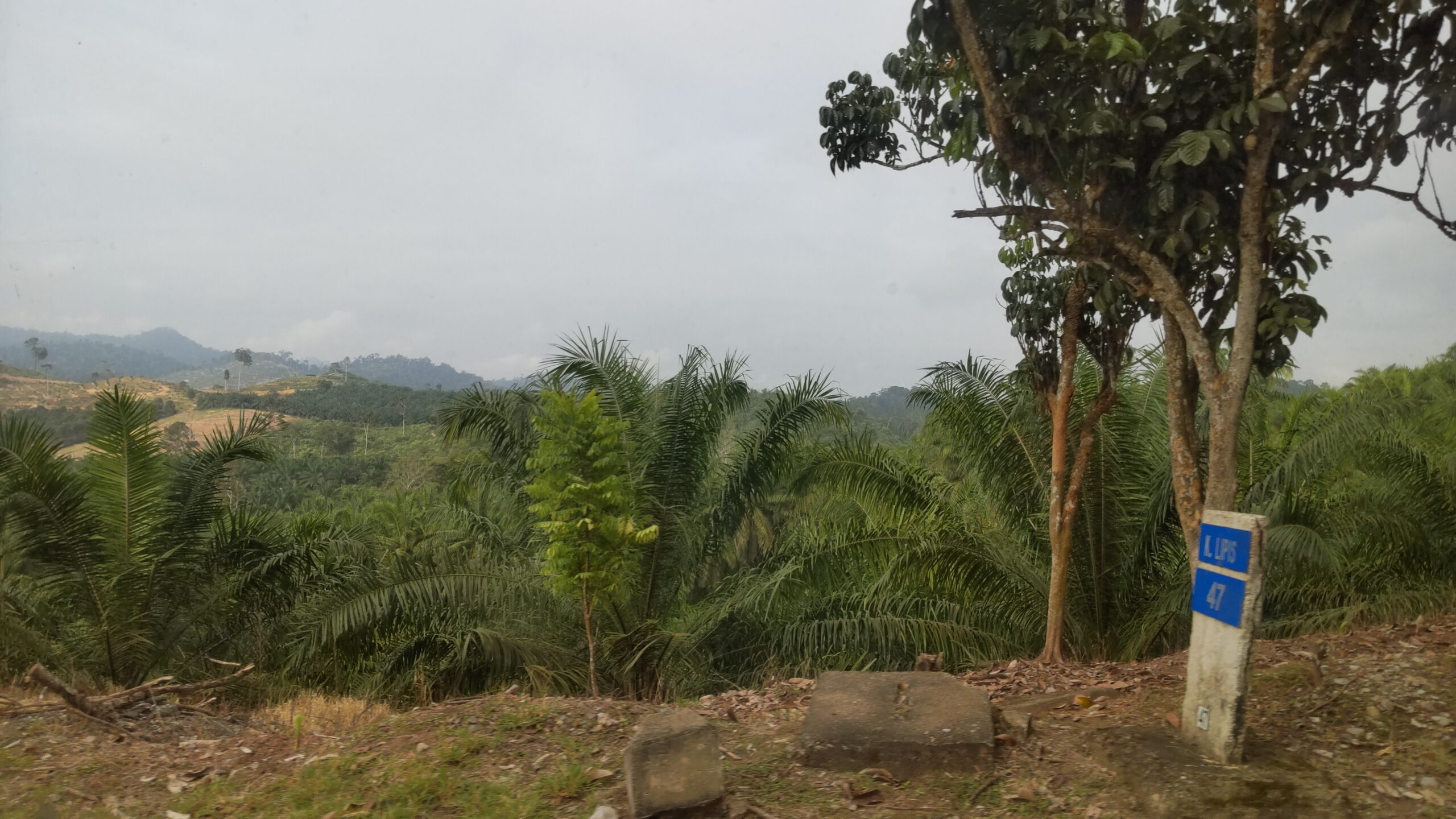 マレーシアの熱帯雨林