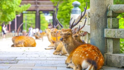 中小企業版SBT（SME）認定支援　建設業／奈良県