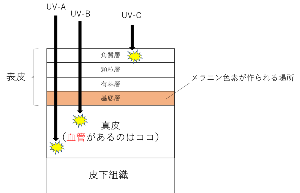 紫外線と皮膚の組織